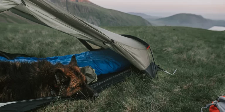 Dog camping: A German Shepard sleeping in tent