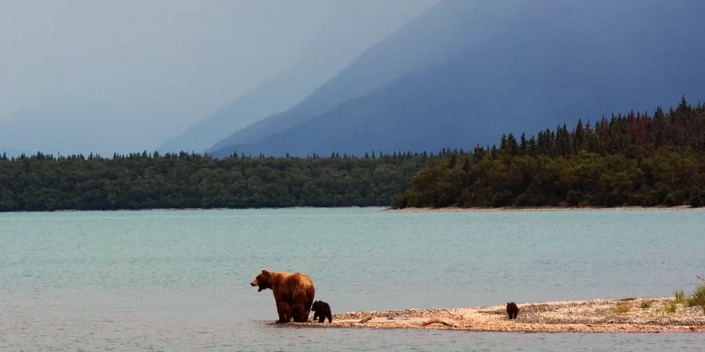 Bear Canister Basics: An illustration of a grizzly bear with a cub near a scenic mountain lake