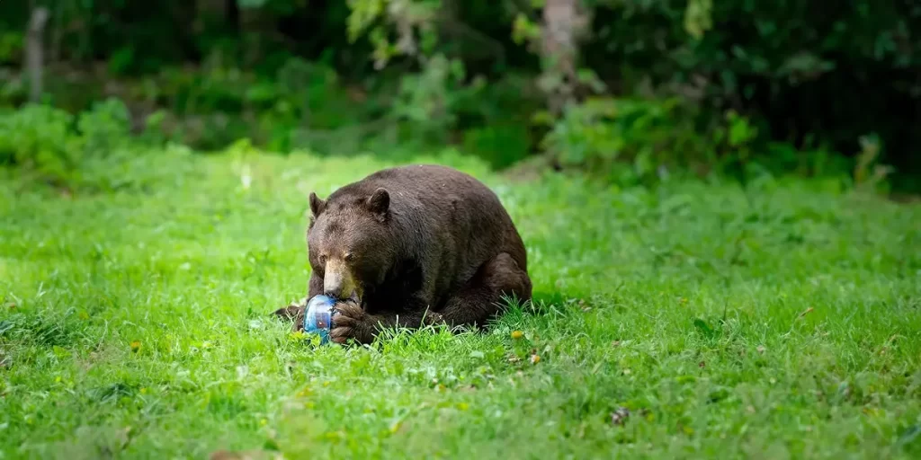 A bear trying to open a bear canister