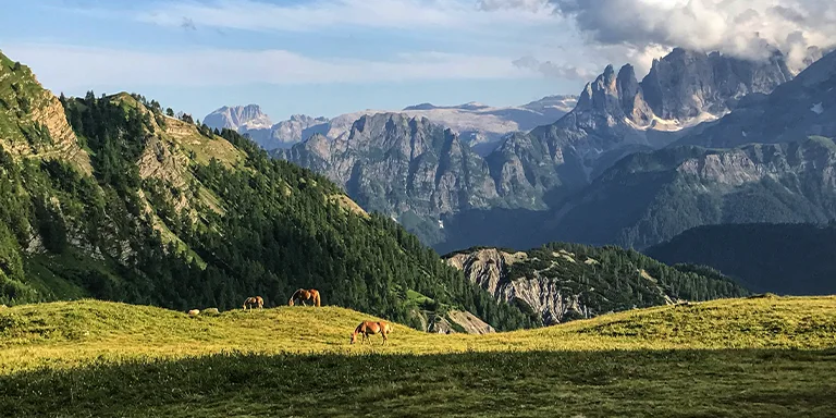 A herd of horses graze peacefully on the emerald hills beneath the breathtaking Pale di San Martino peaks in Italy's Dolomites