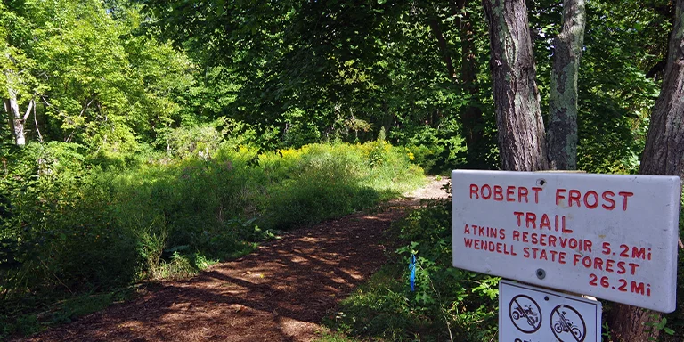 The shaded Robert Frost Trail in Amherst, MA winds through a lush green maple forest dappled with sunlight on a warm summer day