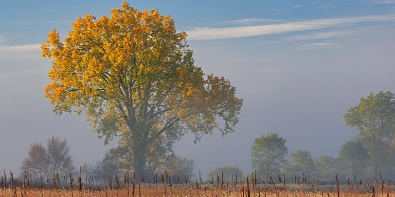 Tall wispy grass sways gently under a low-hanging fog-laden sky, enveloping an autumn prairie scene in mystery at Fort Custer State Park in Michigan