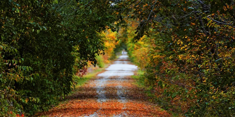 An autumn trail with colorful fallen leaves lining a path, captured in Lincoln, Nebraska
