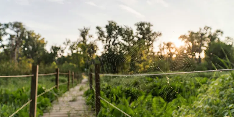 Delicate spider web draped over a wooden walkway path