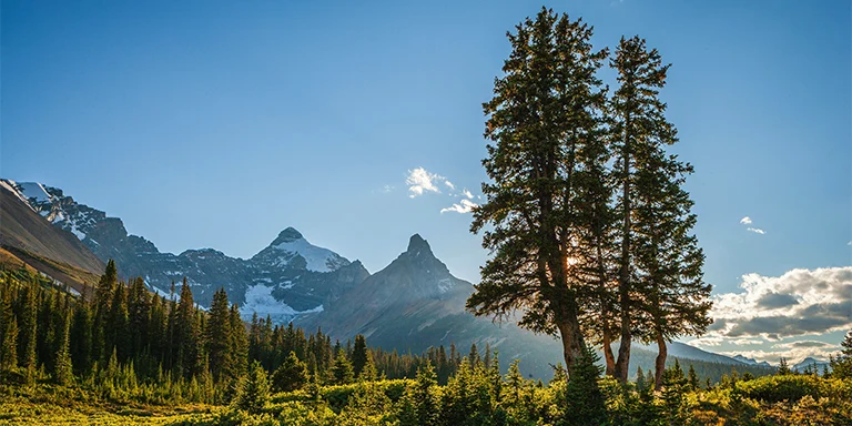 Green trees near a mountain under a blue sky during daytime in Jasper National Park, Jasper, Alberta, Canada showcase the landscape with coniferous trees and mountains