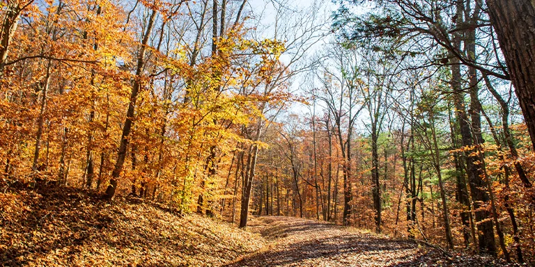 The German Ridge Trail in Hoosier National Forest showcases a stunning autumn landscape with vibrant foliage.