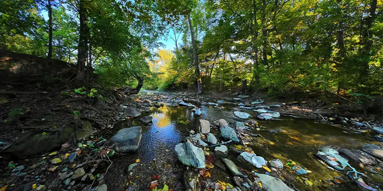 A babbling stream meanders through a forest, its clear waters cascading over smooth rocks and flanked by towering trees