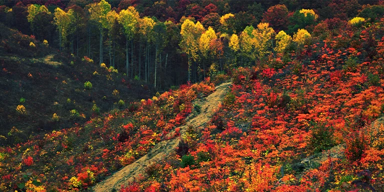 Vibrant fall foliage in radiant yellows, oranges, and reds surround the landscape of Shawnee State Park in the peak of autumn