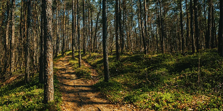 Brown trees stand amidst brown soil along the Blueberry trail near Ljubljana, Slovenia