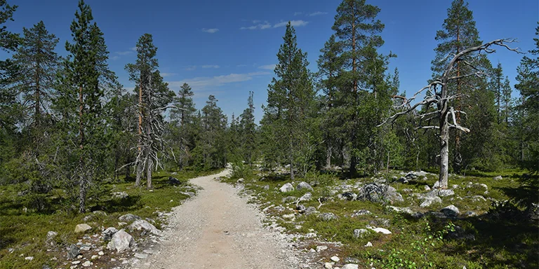 Tall pine trees stand on brown earth under a bright blue sky