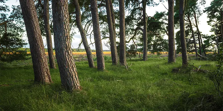 Towering pines and other tree species soar skyward in the nutrient-poor soil of the Hoge Veluwe National Park