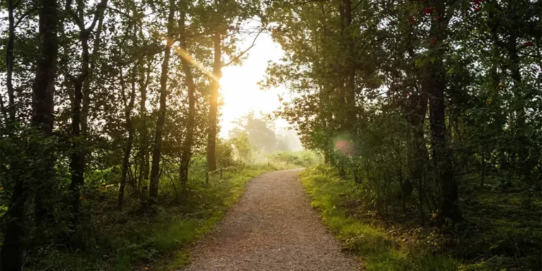 Sunlight filters through the verdant tree canopy onto a winding dirt pathway