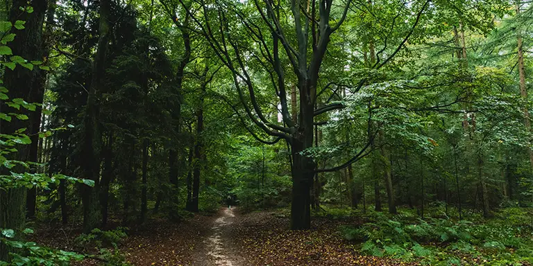 A winding dirt path carves its way through the dense woodland of the Kaapse Bossen forest near Doorn, Netherlands